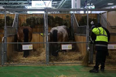 Image for France lifts most cattle movement curbs on eve of Paris farm show