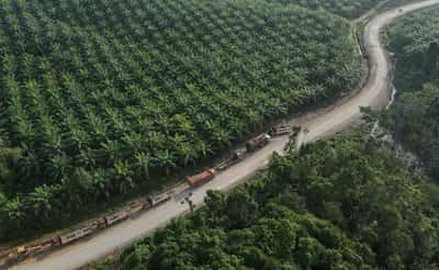 Image for Indonesia to file suspension of concessions against EU on palm oil dispute in WTO