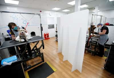 Image for UK's Pets at Home launches retail turnaround drive after profit drop