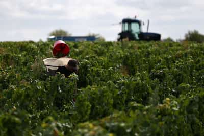 Image for Hot, dry weather seen pushing French wine output below five-year average