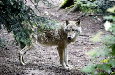 Image for EU proposes ending wolves' 'strictly protected' status in Europe