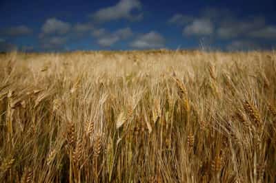 Image for European farmers facing higher costs after EU tariffs on Russian fertiliser imports