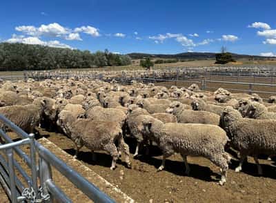 Image for Australia cashes in on record sheep prices as meat exports surge