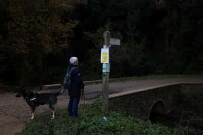 Image for Spain's confirmed swine fever cases rise to nine