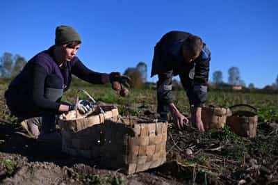 Image for Potatoes lead Russia's price growth in 2025, data shows