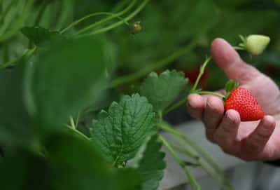 Image for Britain's sunny spring brings a bumper strawberry crop