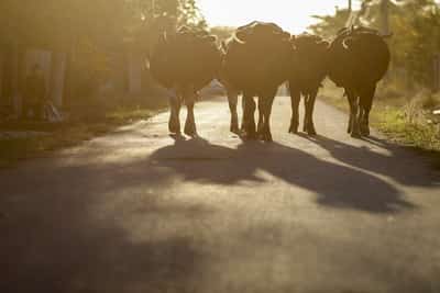 Image for Romania reports bluetongue outbreak in cattle, WOAH agency says