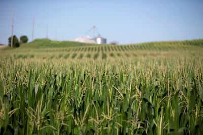 Image for World food prices dip in May as cereal, sugar and vegoils drop