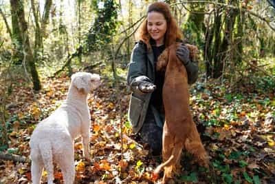 Image for Croatia's truffle hunters pursue one of world's priciest delicacies