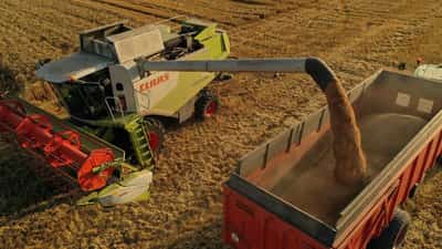 Image for Exclusive-Egypt's new grains buyer struck rare deal for French wheat, sources say