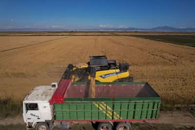 Image for Greek rice growers fear Mercosur deal will price them out of business