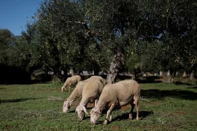 Image for Greek sheep farmers devastated by sheeppox outbreak as flocks culled