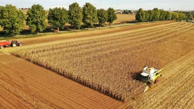 Image for Expana lifts EU cereal forecasts, maize exceeds expectations