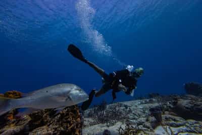 Image for UN biodiversity treaty enters into force, aims to protect 30% of oceans by 2030