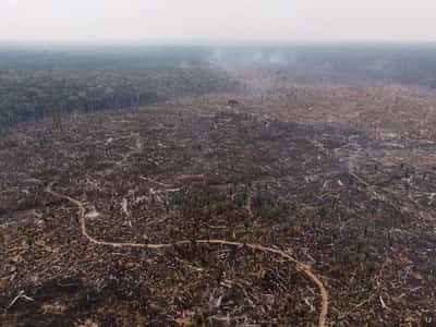 Image for EU brands just four countries as 'high risk' under deforestation law