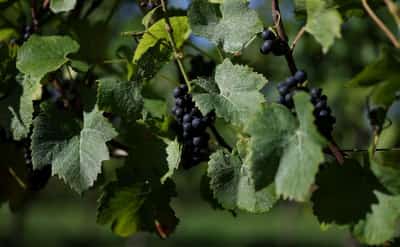 Image for English winemakers hope for export boost as they toast warmest summer