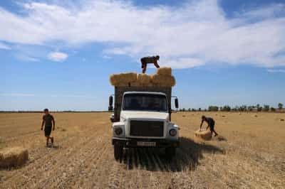 Image for Exclusive-Ukraine will not limit wheat exports in 2025/26, says deputy minister