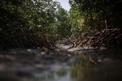 Image for Exclusive-Brazil in talks with TPG, Brookfield over $4 billion climate finance push