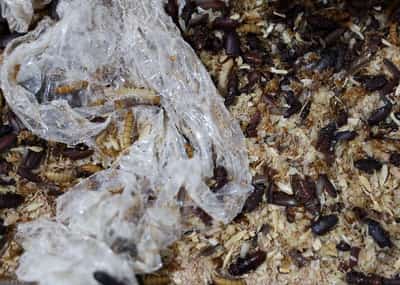 Image for Serbian scientists experiment with mealworms to degrade polystyrene