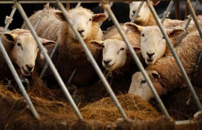 Image for Slovenia reports outbreak of bluetongue disease on sheep farm