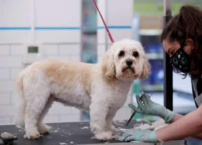 Image for Pets at Home backs annual profit outlook; quarterly revenue drops on price cuts