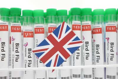 Image for UK confirms H5N1 bird flu outbreak in southwestern England