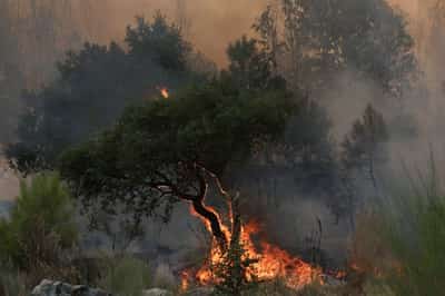 Image for Europe dangerously unprepared for worsening wildfires, report says