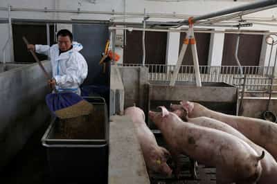 Image for Chinese pigs fed new menu as Beijing weans farmers off US soy