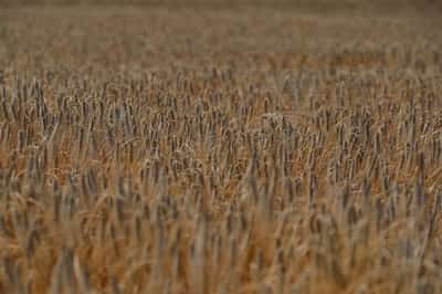 Image for Ukraine farming union flags rising barley exports to China