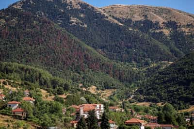 Image for Wildfires, rising temperatures imperil northern hemisphere forests, UN says