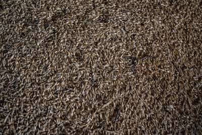 Image for Temperatures as low as minus 30C in Ukraine next week may damage crops