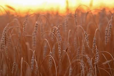 Image for Russian government cuts wheat export tax to zero, IFX reports