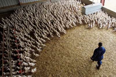 Image for Europe races to lock down poultry as bird flu takes hold