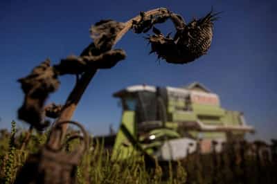 Image for Exclusive-Ukraine raises projection for winter wheat area, boosting export prospects