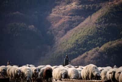 Image for Bulgaria reports bluetongue disease outbreak on sheep farm