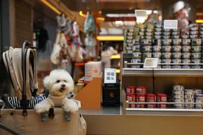 Image for Analysis-China’s $24 billion pet food market heats up as local brands challenge global players