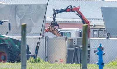 Image for Croatia to cull thousands of pigs to combat swine fever crisis