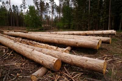 Image for European Parliament supports year-long deforestation law delay