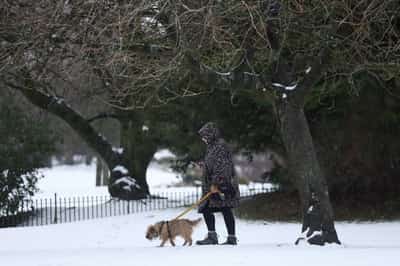 Image for UK plans overhaul of vet sector to tackle surging pet costs