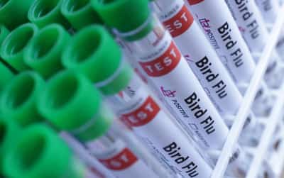 Image for Brazil animal feed output to drop after bird flu outbreak