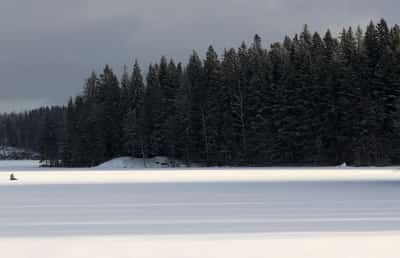 Image for Sweden and Finland urge revision of EU's forestry climate targets