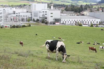 Image for Nestle quits global alliance on reducing dairy methane emissions