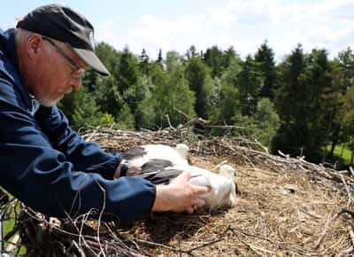 Image for Denmark records highest number of white stork nestlings in decades