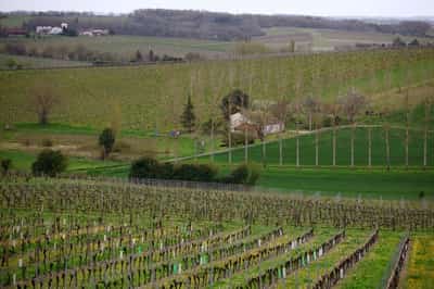 Image for France to help wine industry with $150 million in aid for vines uprooting
