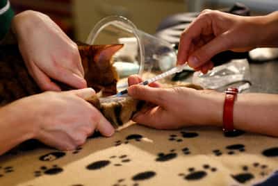 Image for UK pet owners to get price comparison tools, fee caps under new vet services rules