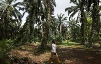 Image for Old trees and ageing farmers worsen outlook for top palm oil exporters