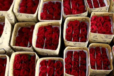 Image for Tariffs threaten Colombian flower industry amid Valentine's Day rush