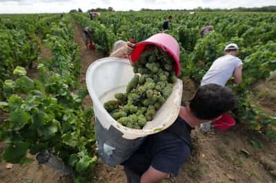 Image for France's 2025 wine output forecast at historic lows for second year
