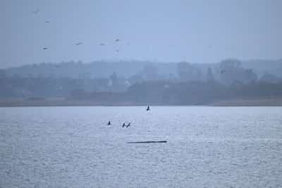 Image for Humpback whale 'Timmy' struggles to escape shallow waters off Germany