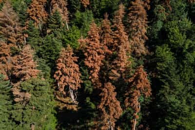 Image for EU climate goals at risk as ailing forests absorb less CO2, scientists say